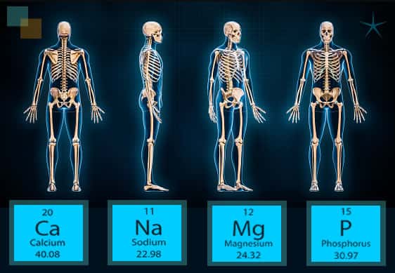 Como están constituidos los huesos del esqueleto humano