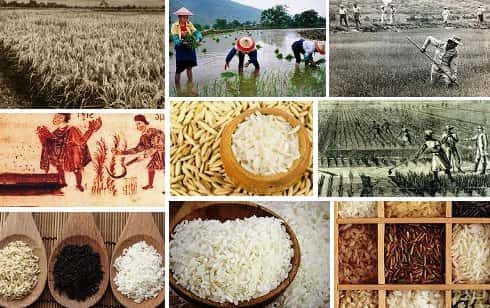 El mundo antiguo vivía del arroz