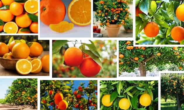 Las Naranjas