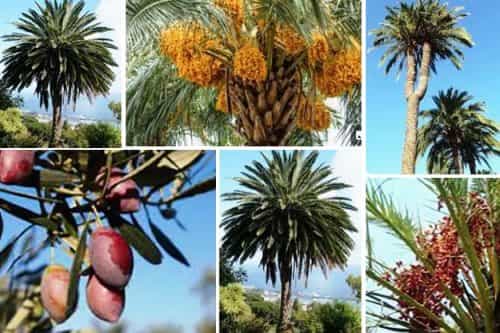 Los dátiles y los cocos, frutos de las palmeras