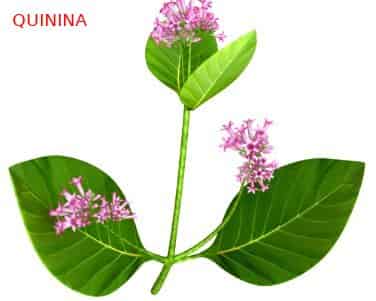 Quien generalizo el uso de la quinina