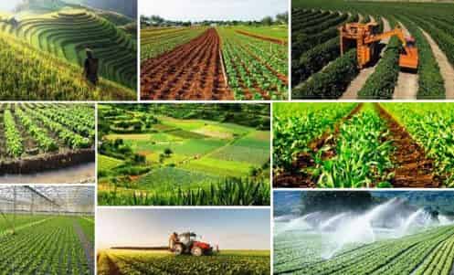 Sistemas de cultivo agrícola